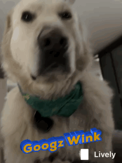Googz Wink GIF - Googz Wink Pluto GIFs
