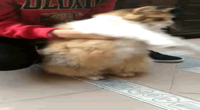 a person is petting a cat on their lap on a tile floor .
