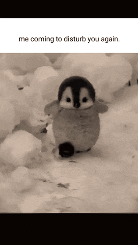 a black and white photo of a baby penguin in the snow with the caption me coming to disturb you again