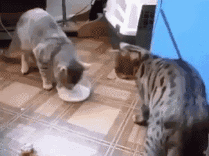 two cats are drinking milk from a bowl .