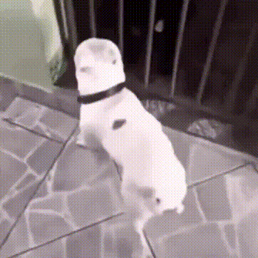 a white dog wearing a hat and collar is standing on its hind legs on a tiled floor .