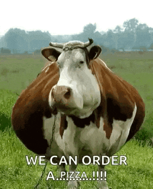 a brown and white cow is chained to a chain in a field .