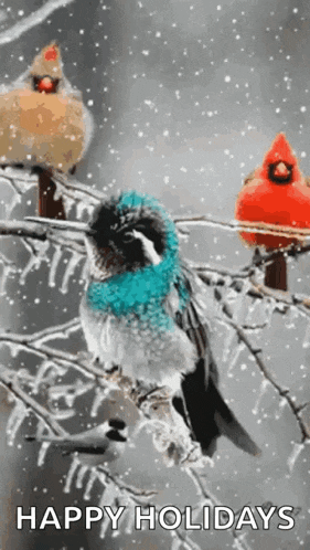 three birds are sitting on a tree branch in the snow and wishing you happy holidays .