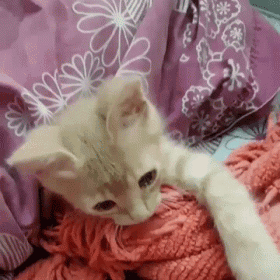 Cat Chuni GIF - Cat Chuni Cat Pulling Cover GIFs