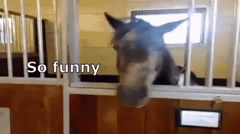 So Funny GIF - Horse So Funny GIFs