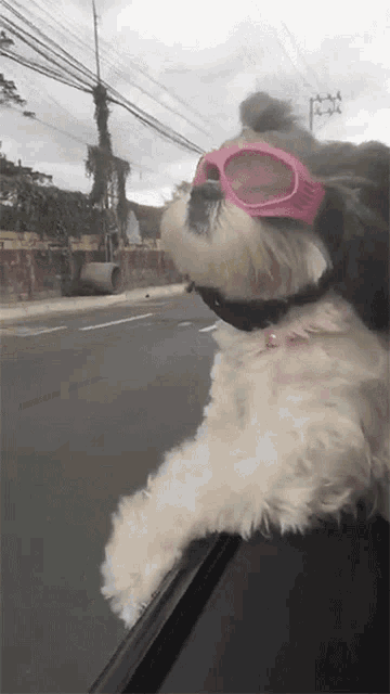 a dog wearing pink sunglasses looks out the window