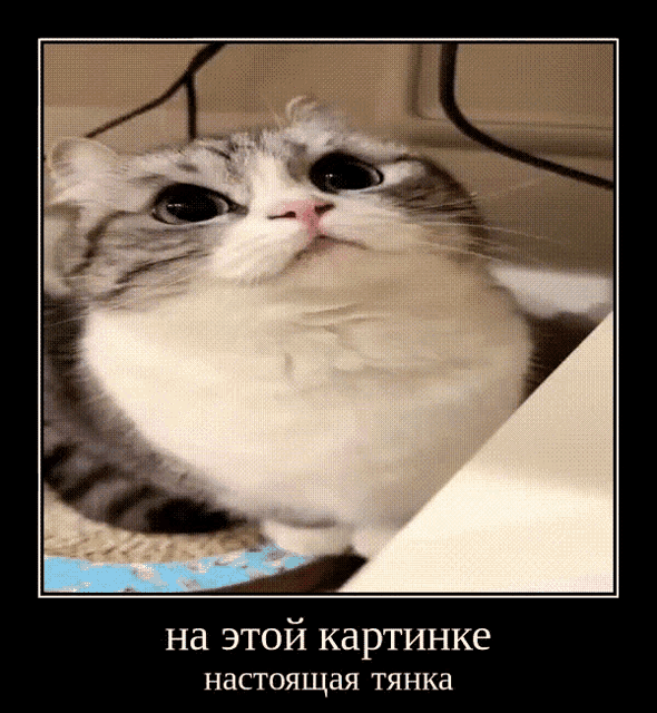 a picture of a cat in a frame with russian writing