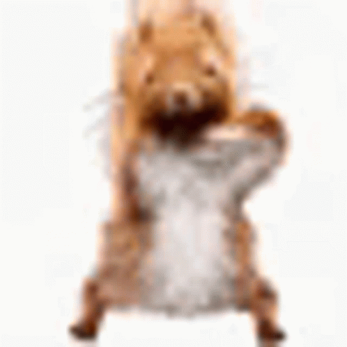 Squirrel Meme GIF - Squirrel Meme Dancing GIFs