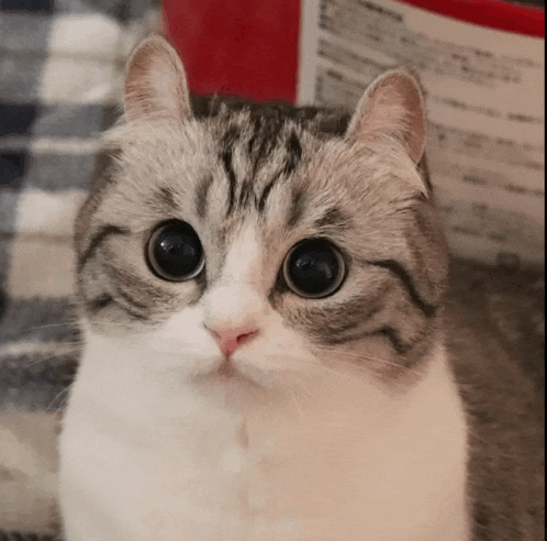 a close up of a cat 's face looking at the camera