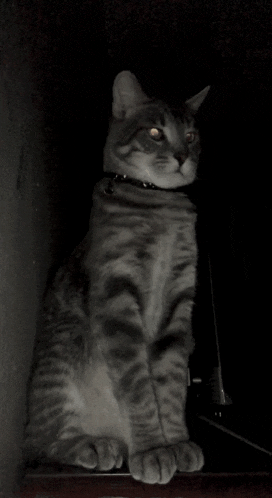 a cat wearing a black collar is sitting in a dark room