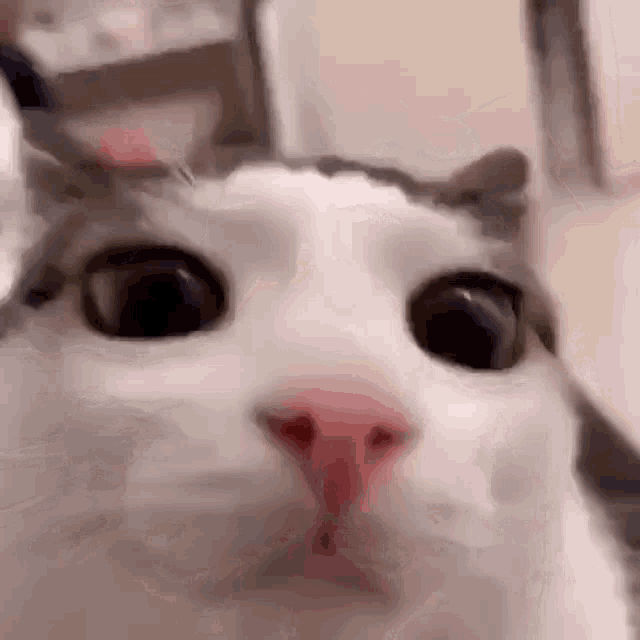 Cat Cute GIF - Cat Cute Blink GIFs