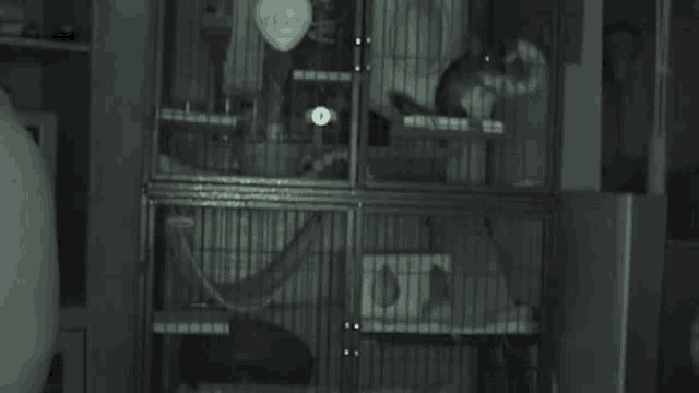 Chinchilla In Cage At Night Cute GIF - Chinchilla In Cage At Night Cute Roaming Around GIFs
