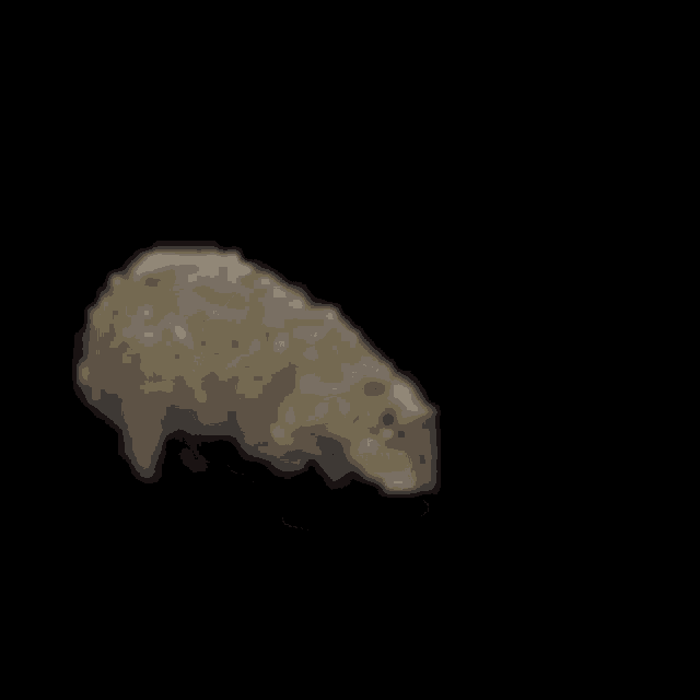 a sheep is walking on a black background and looking at the camera .