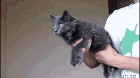 Cat Funny Cat GIF - Cat Funny Cat Hands GIFs
