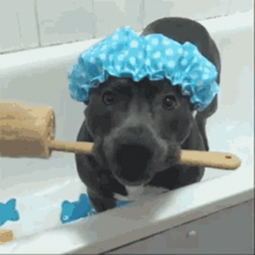 Pitbull Showercap GIF - Pitbull Showercap Bath Time GIFs