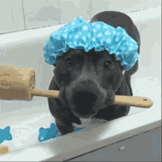 a dog wearing a shower cap and holding a brush in its mouth .