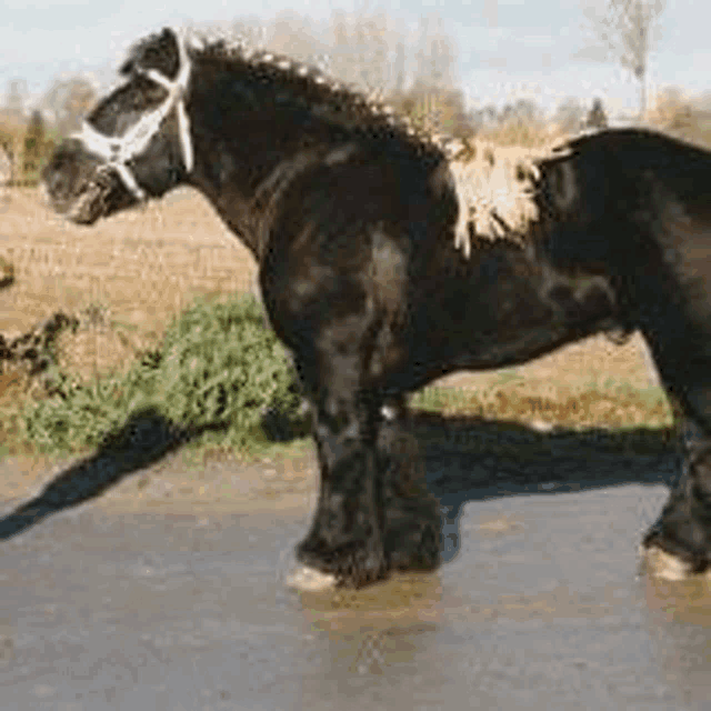a black horse with a dog on its back is standing on the side of the road .