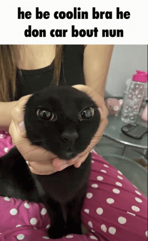 Cat Dont Care GIF - Cat Dont Care GIFs