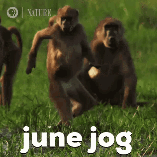 June Jog Monkey GIF