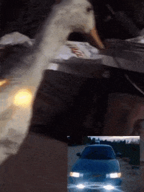 a picture of a duck and a picture of a car with a license plate that starts with the letter r