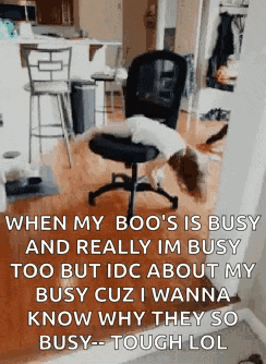 a dog laying on top of an office chair in a living room .