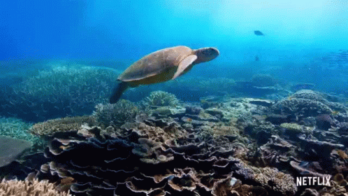 Turtle David Attenborough GIF - Turtle David Attenborough A Life On Our Planet GIFs