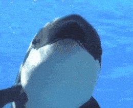 a close up of a whale 's face in the water