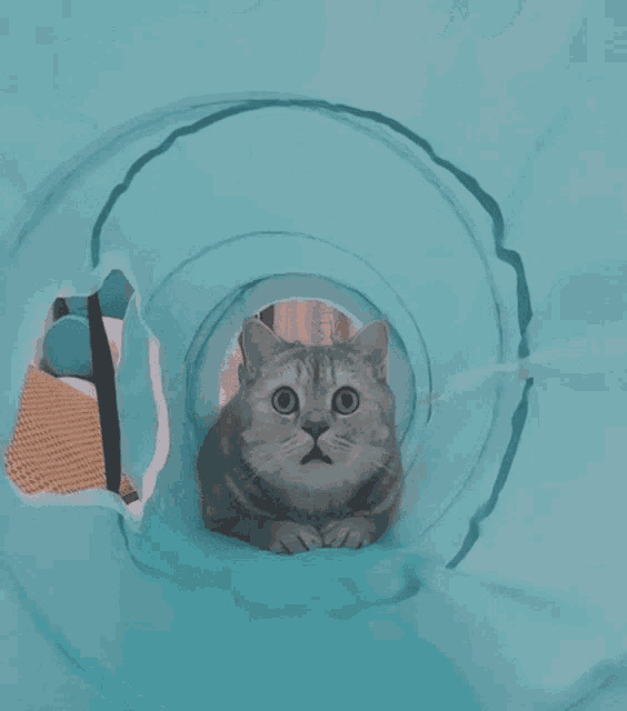 Cat Shocked GIF - Cat Shocked What Am I Doing Here GIFs