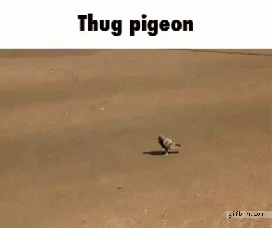 Pigeon Thug Life GIF - Pigeon Thug Life Killer GIFs