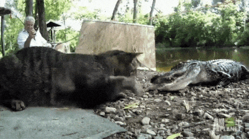 a man is taking a picture of a bear and an alligator with the word planet on the bottom right
