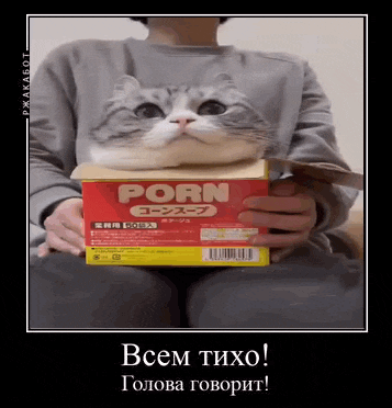 a cat sitting on top of a box of porn soup