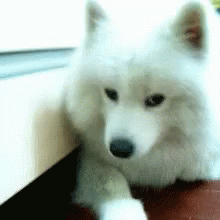 Cute Dog GIF - Cute Dog Hello GIFs