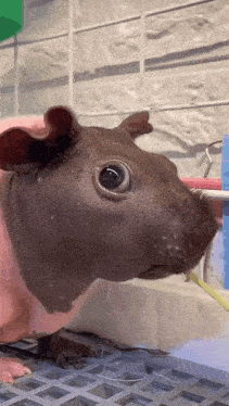a close up of a hairless guinea pig 's face looking at the camera .