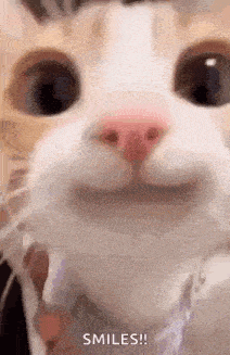 a close up of a cat 's face making a funny face and smiling .