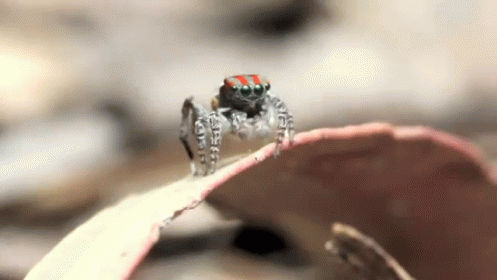 Mating Dance GIF - Peacock Spider Spider Dance GIFs