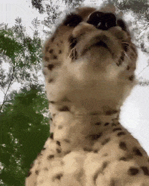 a close up of a cheetah looking up at the camera with trees in the background
