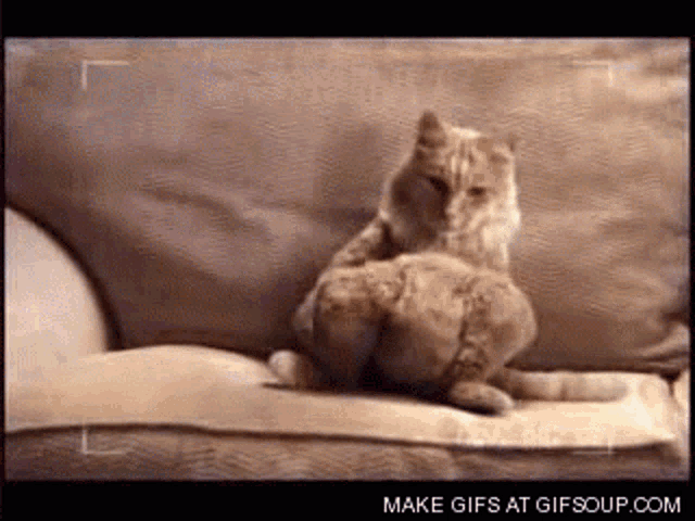 You Talkin To Me Sup GIF - You Talkin To Me Sup Cat GIFs