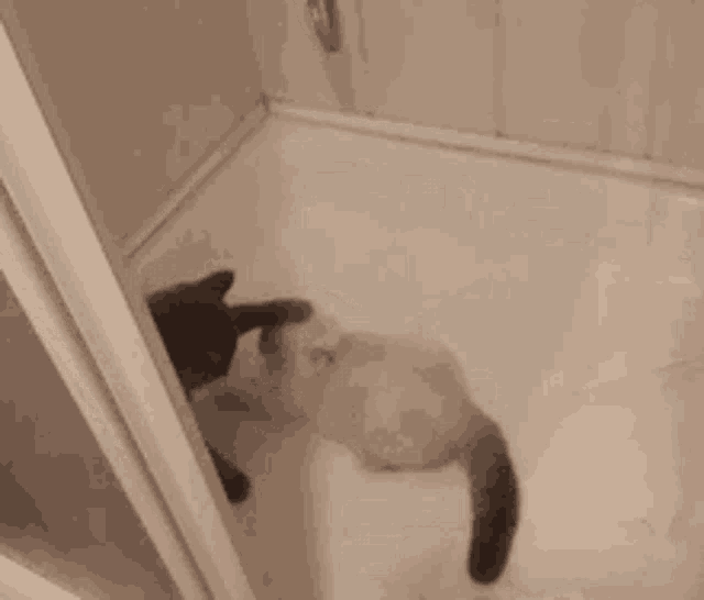 a black and white cat is playing in a shower .