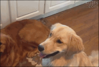 Nope GIF - Dogs Puppy Dog GIFs