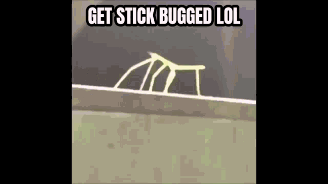 Stick Bugged Stick GIF