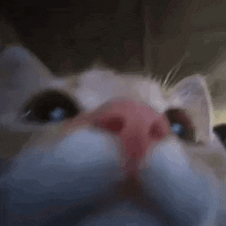 a close up of a cat yawning with its mouth wide open .