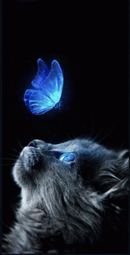 Cat Universum GIF - Cat Universum GIFs