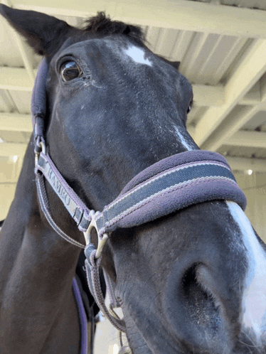 a close up of a horse 's face with a halter that says ' castro ' on it