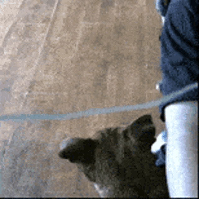 Donnydog Junior GIF