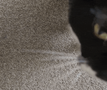a close up of a carpet with a black cat behind it