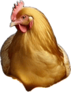 Hen Golden Hen GIF - Hen Golden Hen GIFs
