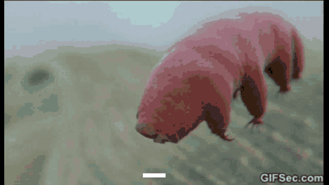 Bungo Tardigrade GIF - Bungo Tardigrade GIFs