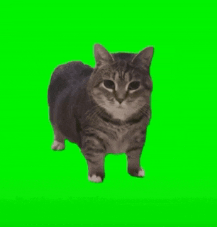 a cat is standing on a green screen looking at the camera .