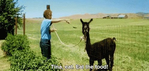 a woman is feeding an alpaca with a rope and says " tina eat eat the food "
