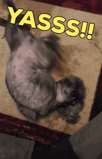 Yas Yes GIF - Yas Yes Cat GIFs